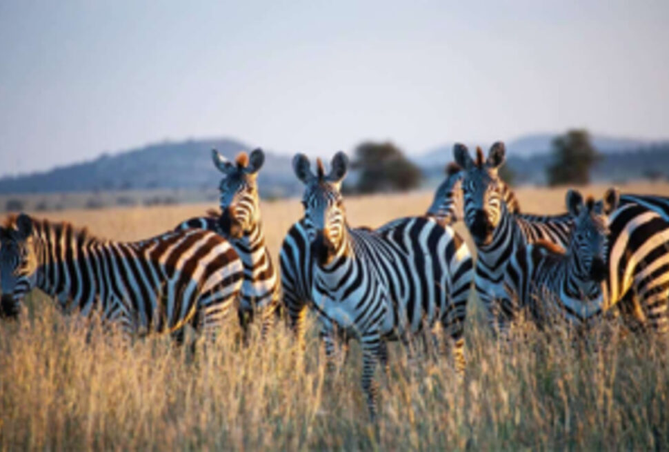 7 Faits Spectaculaires sur le Kenya ETA que Tout Voyageur Doit Connaître