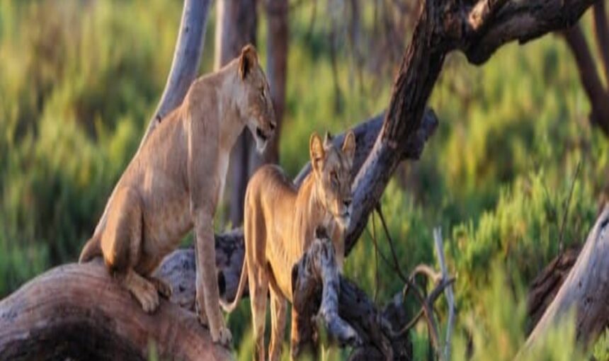 7 Endroits Spectaculaires pour Terminer Votre Safari à Diani, Kenya
