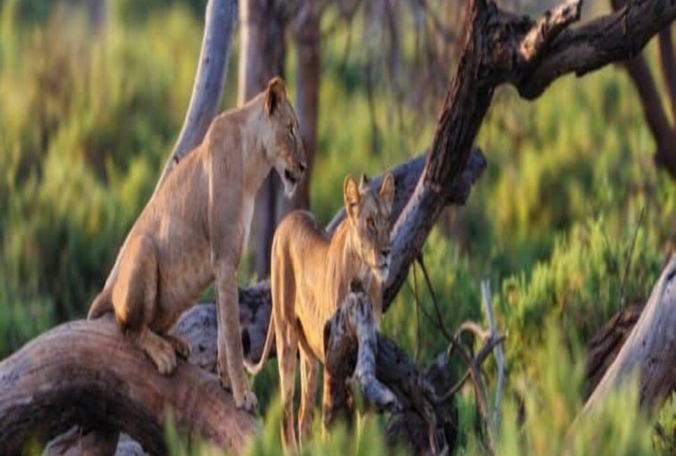 7 Endroits Spectaculaires pour Terminer Votre Safari à Diani, Kenya