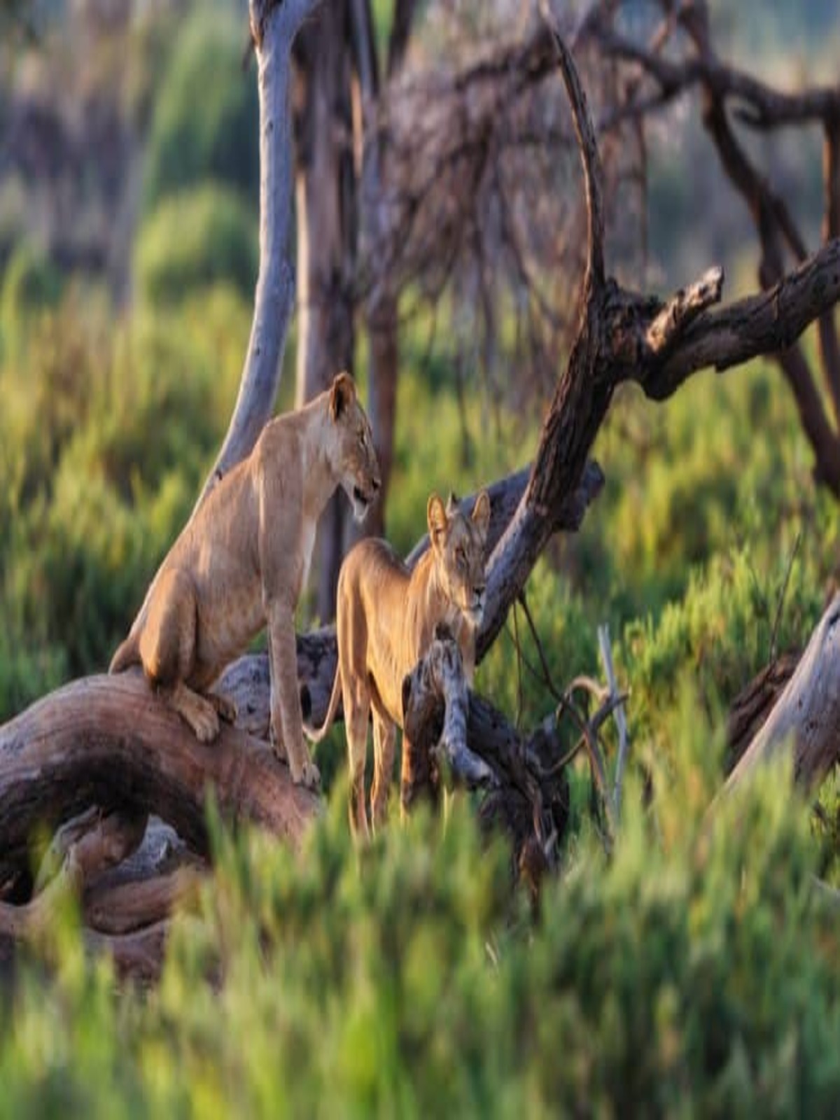 7 Endroits Spectaculaires pour Terminer Votre Safari à Diani, Kenya