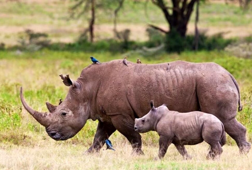 7 Conseils Spectaculaires pour Donner des Pourboires au Kenya et Profiter d’un Safari Inoubliable