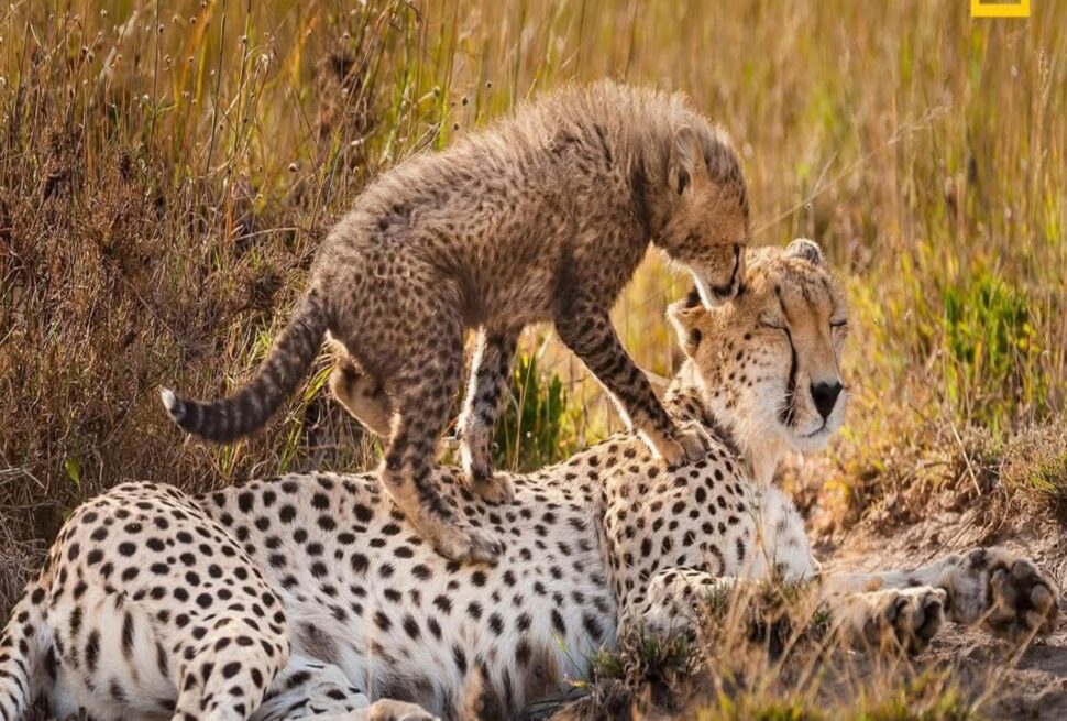 8 Jours Spectaculaires au Kenya : Du Maasai Mara à Diani Beach pour une Aventure Safari Inoubliable