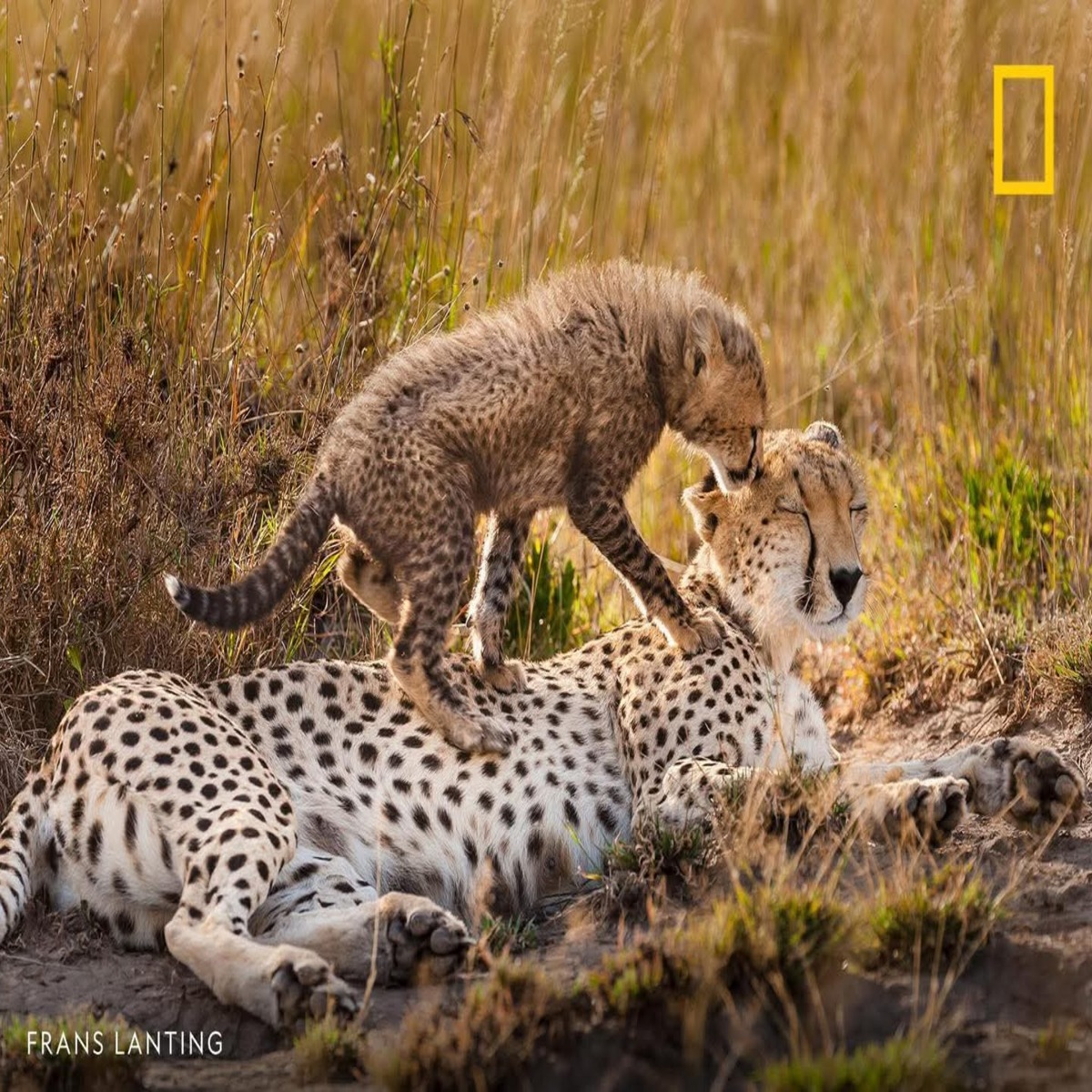 8 Jours Spectaculaires au Kenya : Du Maasai Mara à Diani Beach pour une Aventure Safari Inoubliable