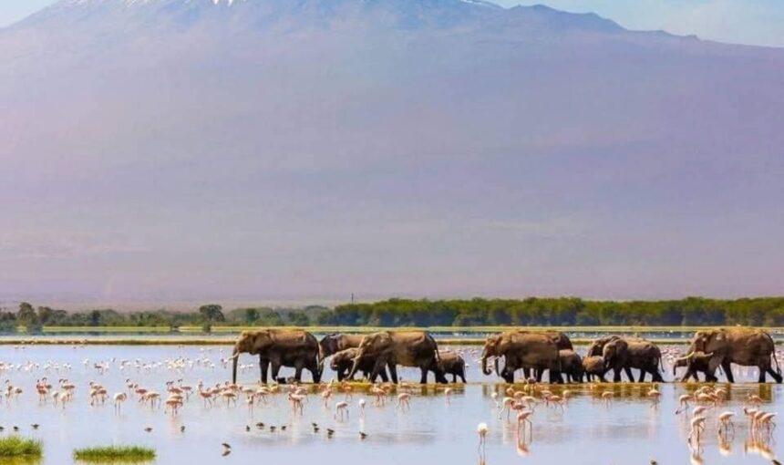 7 Façons Incroyables de Voler depuis l’Europe vers Nairobi, Kenya pour une Aventure Safari Inoubliable