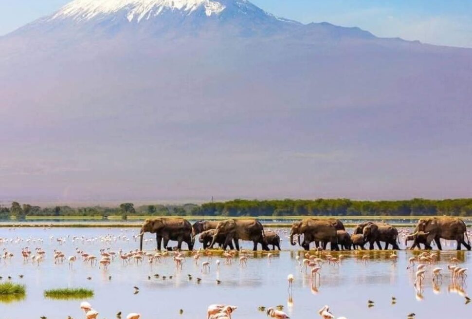 7 Façons Incroyables de Voler depuis l’Europe vers Nairobi, Kenya pour une Aventure Safari Inoubliable