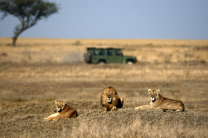 7 Raisons Spectaculaires de Partir de Nice à l’Amboseli Game Reserve pour une Aventure Safari Inoubliable