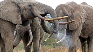 Raisons Inoubliables de Partir d’Orly à l’Amboseli Game Reserve pour un Safari en Afrique 🌍🦁