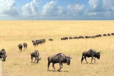 7 Raisons Remarquables pour les Touristes Français de Souscrire à la Meilleure Assurance Voyage pour un Safari Photo de Deux Semaines au Kenya