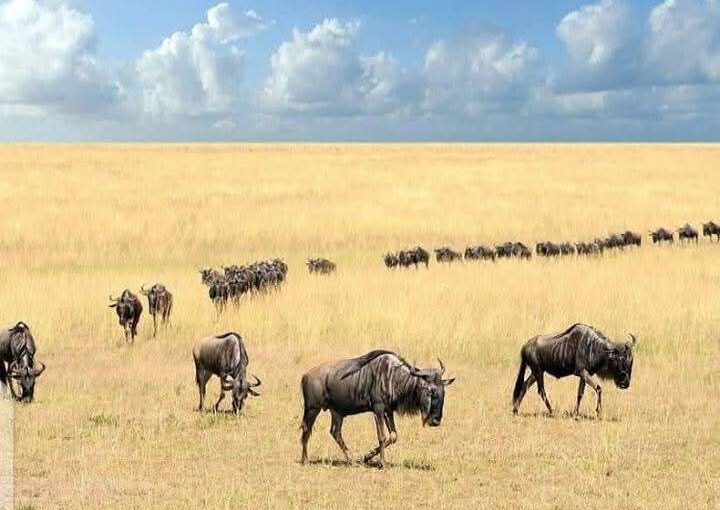 7 Raisons Remarquables pour les Touristes Français de Souscrire à la Meilleure Assurance Voyage pour un Safari Photo de Deux Semaines au Kenya 🇰🇪📸