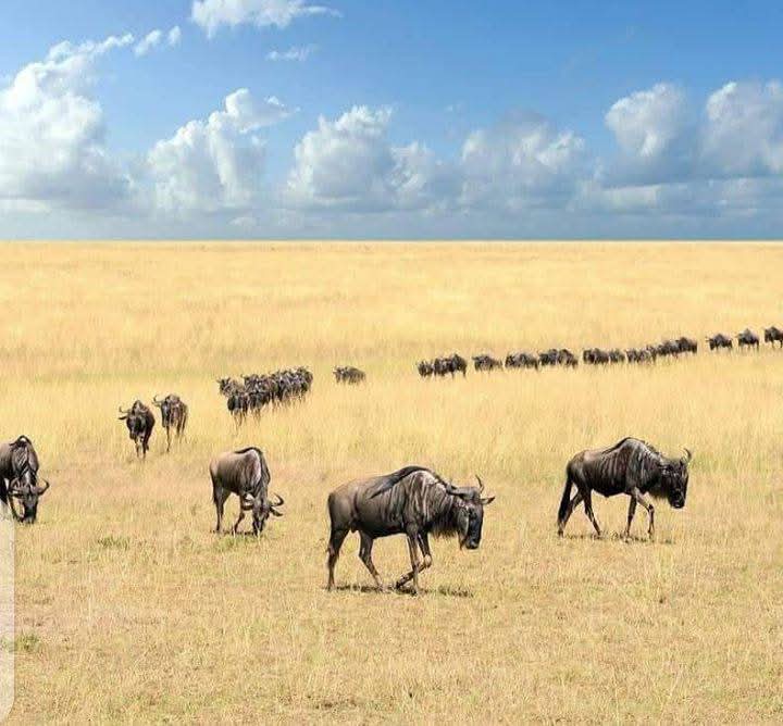 7 Raisons Remarquables pour les Touristes Français de Souscrire à la Meilleure Assurance Voyage pour un Safari Photo de Deux Semaines au Kenya