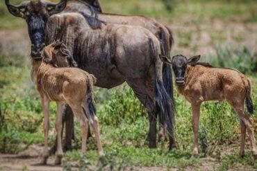 10 Raisons Inoubliables de Choisir un Safari Africain en Jeep depuis Paris CDG vers le Kenya 🇰🇪🚙