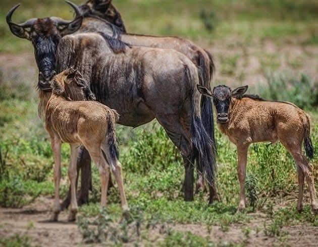 10 Raisons Inoubliables de Choisir un Safari Africain en Jeep depuis Paris CDG vers le Kenya 🇰🇪🚙