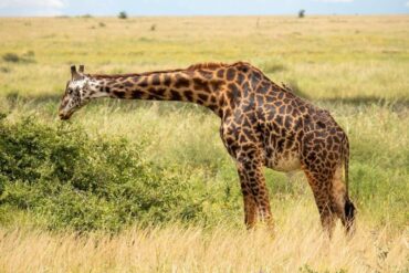 7 Raisons Remarquables pour lesquelles le Lac Nakuru Kenya doit figurer sur votre liste de safaris incontournables