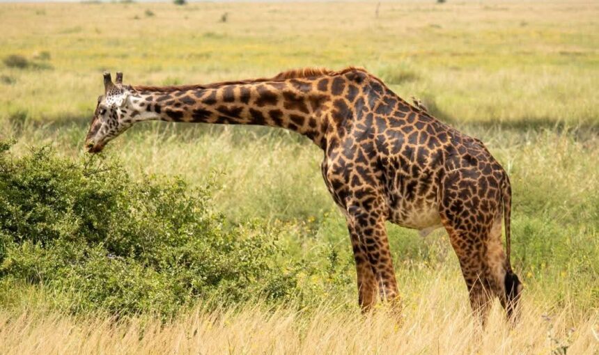 7 Raisons Remarquables pour lesquelles le Lac Nakuru Kenya doit figurer sur votre liste de safaris incontournables 🌍🦩