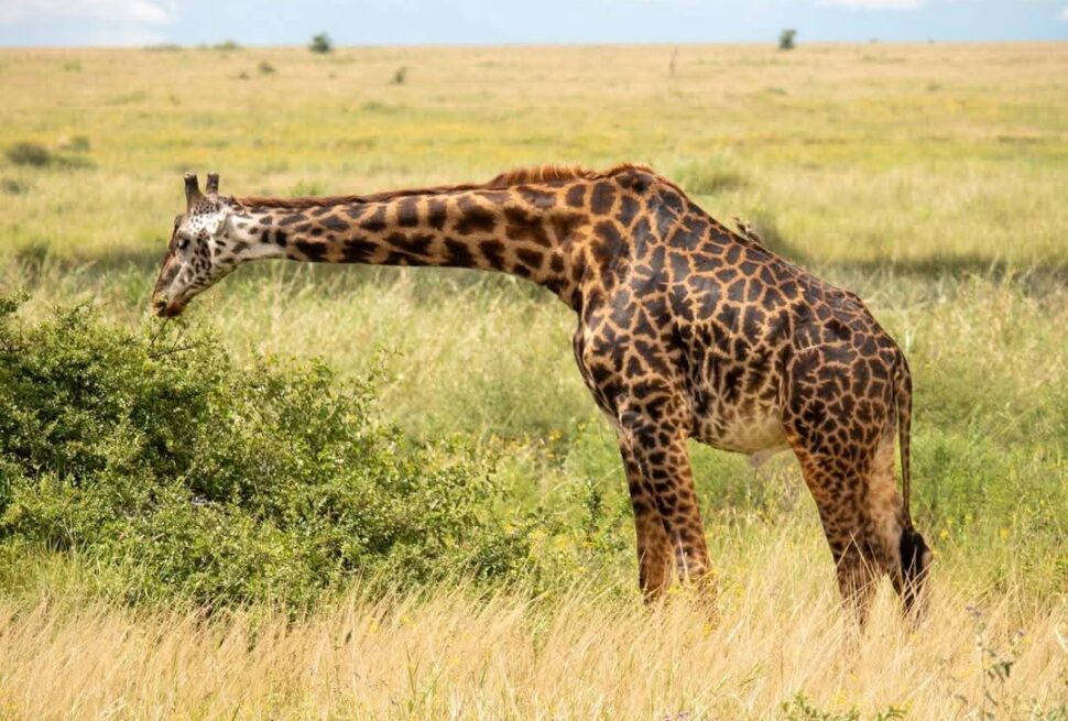7 Raisons Remarquables pour lesquelles le Lac Nakuru Kenya doit figurer sur votre liste de safaris incontournables