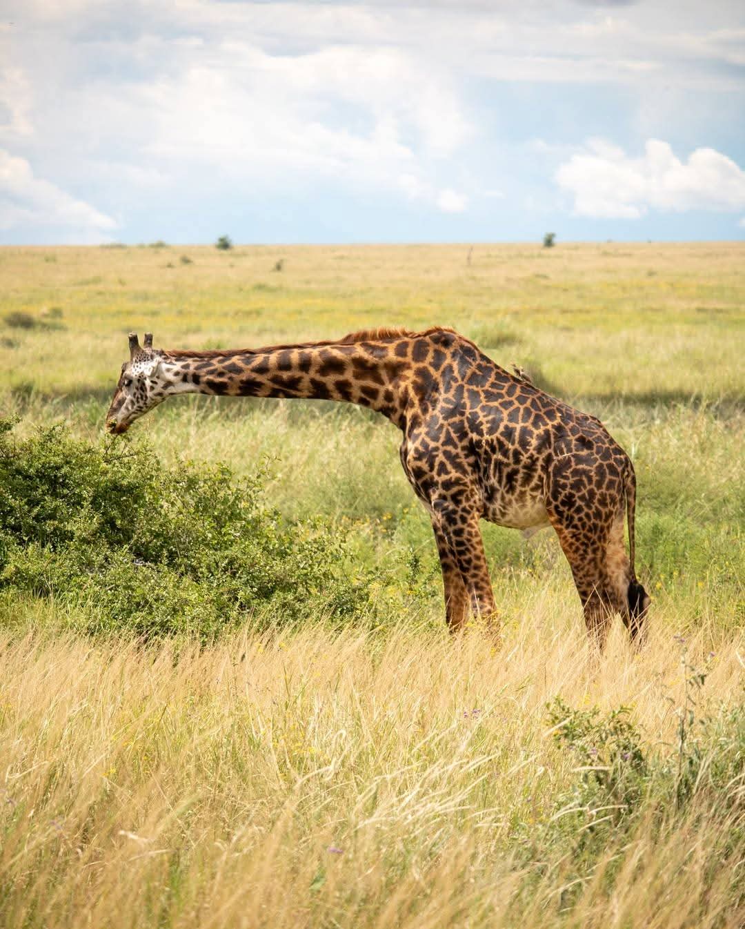 7 Idées Remarquables de Voyages en Famille au Kenya en Janvier avec des Enfants (3 & 5 ans) 🌍👨‍👩‍👧‍👦
