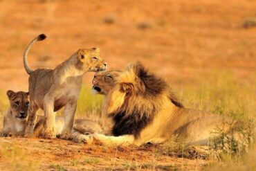 7 Conseils Inoubliables pour un Premier Safari au Kenya en Octobre 2025 🦁🌍