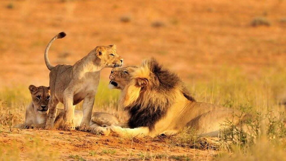 7 Conseils Inoubliables pour un Premier Safari au Kenya en Octobre 2025 🦁🌍