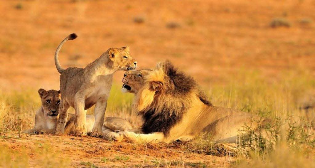 7 Conseils Inoubliables pour un Premier Safari au Kenya en Octobre 2025 🦁🌍