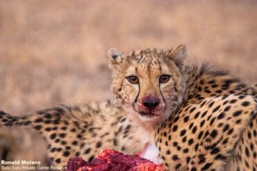 7 Conseils Inoubliables pour Préparer Votre Safari au Kenya – Juin 2026 🌍🦁 7 Conseils Inoubliables pour un Premier Safari au Kenya en Octobre 2025 🦁🌍