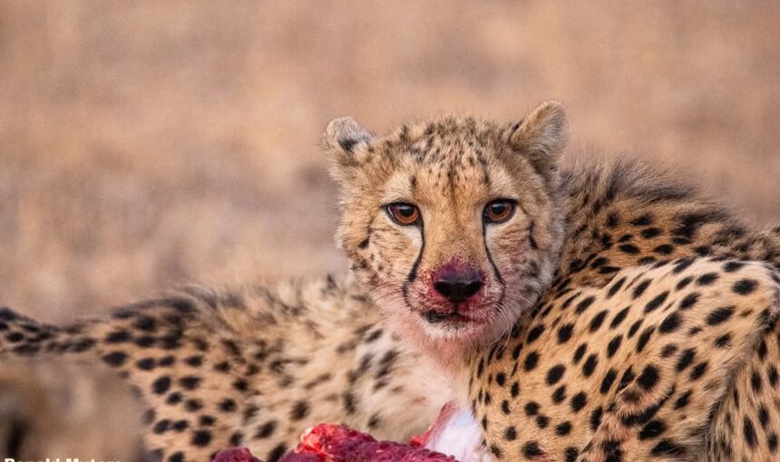 7 Conseils Inoubliables pour un Premier Safari au Kenya en Octobre 2025 🦁🌍