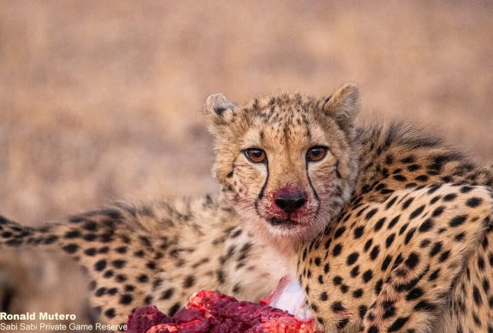 7 Conseils Inoubliables pour Préparer Votre Safari au Kenya – Juin 2026 🌍🦁 7 Conseils Inoubliables pour un Premier Safari au Kenya en Octobre 2025 🦁🌍