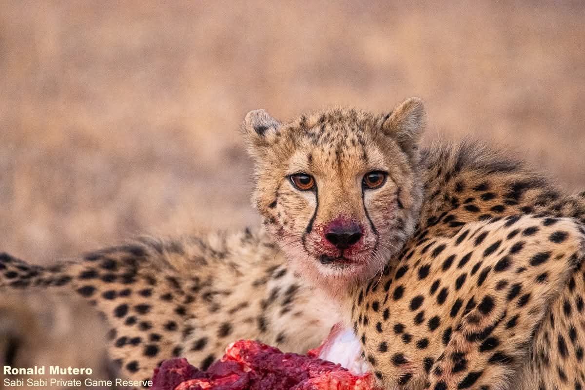 7 Conseils Inoubliables pour un Premier Safari au Kenya en Octobre 2025 🦁🌍