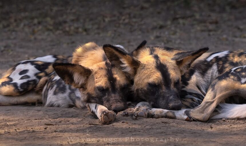 7 Conseils Incontournables pour Comprendre le Prix d’un Safari au Kenya et Profiter au Maximum