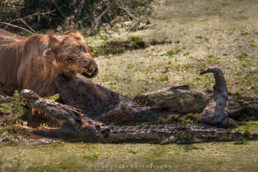 7 Endroits Incroyables Où Faire un Safari en Afrique de l’Est
