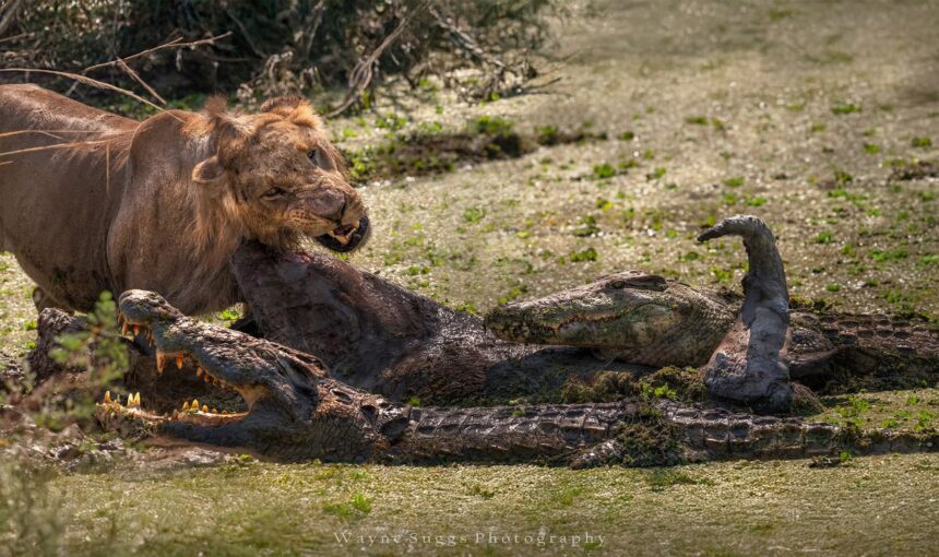 7 Endroits Incroyables Où Faire un Safari en Afrique de l’Est