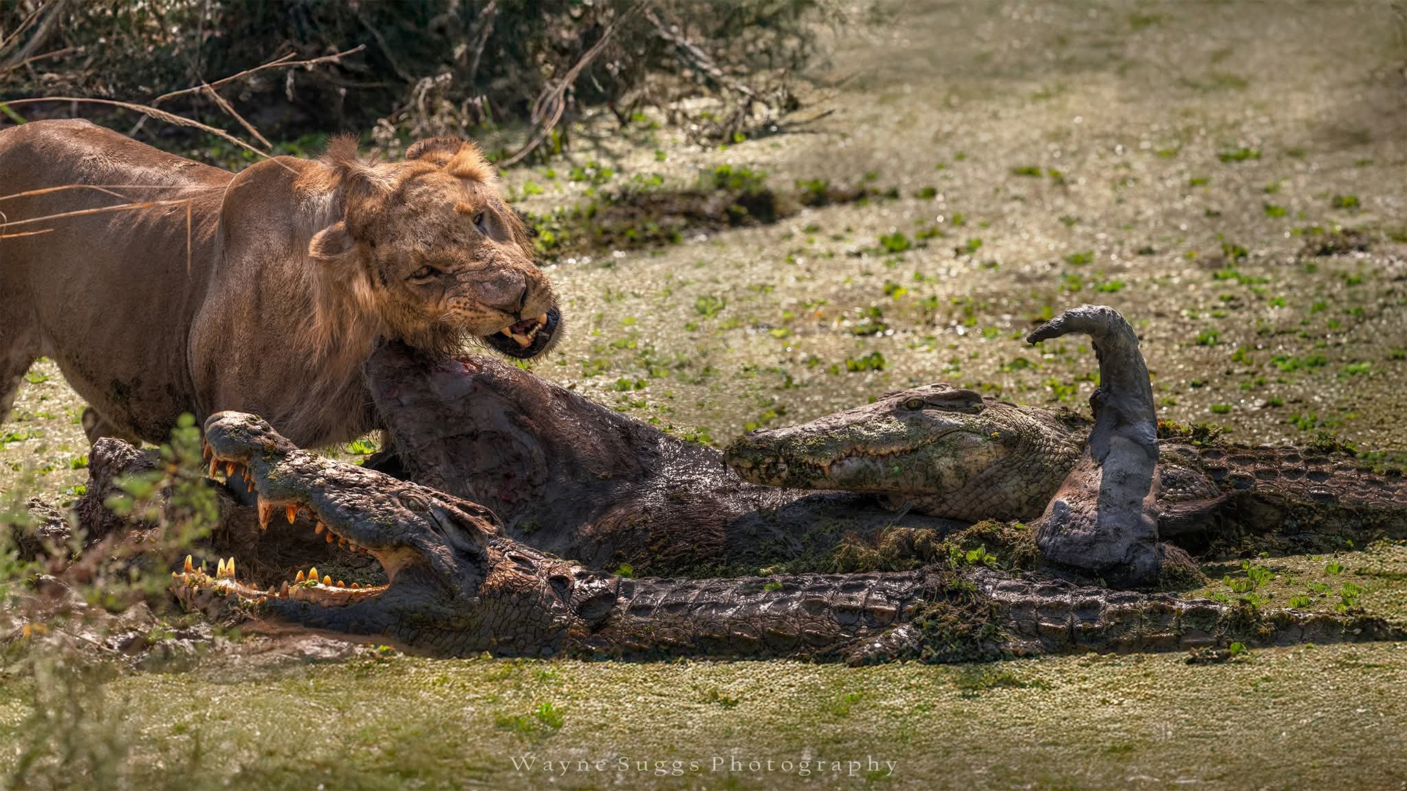 7 Endroits Incroyables Où Faire un Safari en Afrique de l’Est