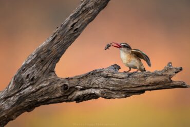 7 Conseils Incroyables pour Savoir Quand Partir en Safari au Kenya et Vivre la Meilleure Expérience