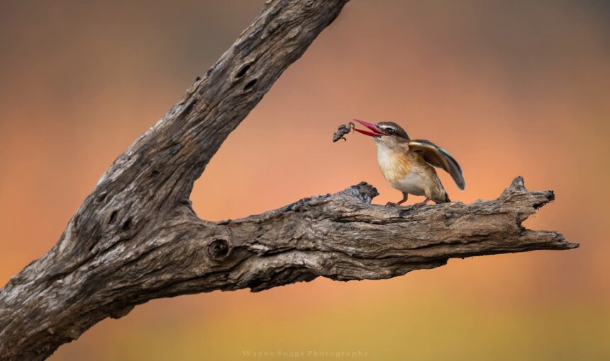 7 Conseils Incroyables pour Savoir Quand Partir en Safari au Kenya et Vivre la Meilleure Expérience