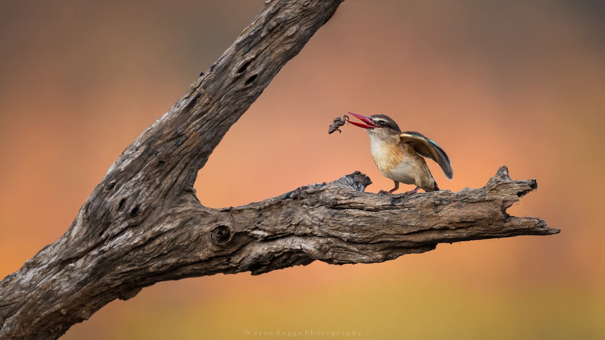 7 Conseils Incroyables pour Savoir Quand Partir en Safari au Kenya et Vivre la Meilleure Expérience