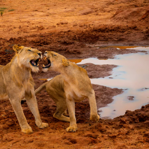 Raisons Inoubliables de Choisir Entre Amboseli et Lewa pour un Safari au Kenya π¦π