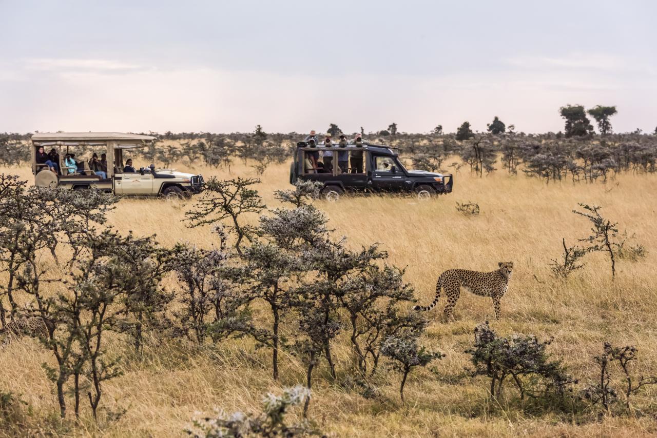 Aventure Inoubliable : Combiner une Croisière et un Safari au Kenya