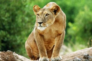 7 Raisons Inoubliables Pour Lesquelles Nairobi Vaut Absolument le Détour La Tanzanie en Vogue : 5 Raisons pour lesquelles les Safaris Sauvages, les Randonnées avec les Chimpanzés et les Évasions sur la Plage en font la Destination Incontournable de 2026