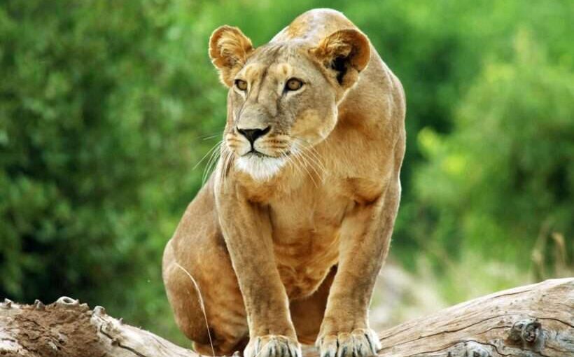 7 Raisons Inoubliables Pour Lesquelles Nairobi Vaut Absolument le Détour