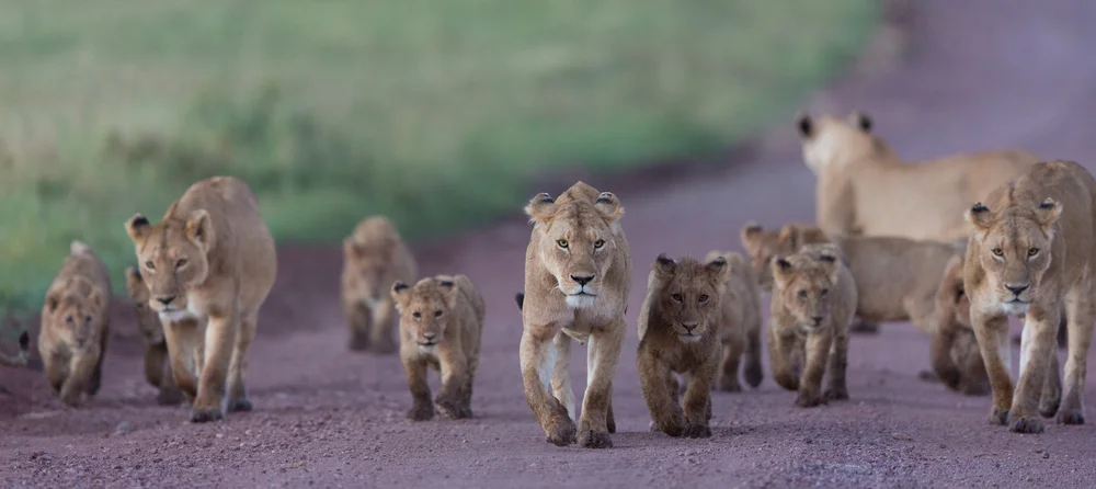 7 Raisons Inoubliables de Choisir entre Lodge et Tente pour Observer la Faune au Kenya 🌍🦁