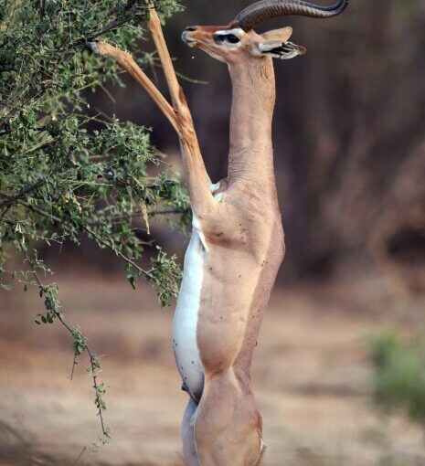 🇰🇪 7 Choses Incroyables à Faire au Kenya : Au-Delà du 4×4 de Safari