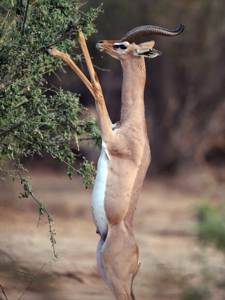 🇰🇪 7 Choses Incroyables à Faire au Kenya : Au-Delà du 4x4 de Safari