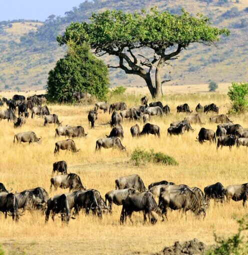 🌍 Guide Ultime des Pourboires au Kenya : 10 Règles Essentielles pour 2025