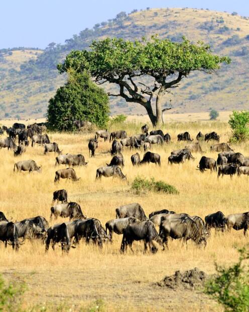 🌍 Guide Ultime des Pourboires au Kenya : 10 Règles Essentielles pour 2025