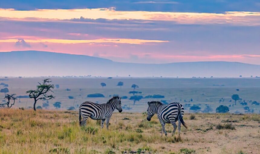 7 Conseils Remarquables pour Planifier le Safari Parfait à Amboseli : Itinéraire de 3 Jours