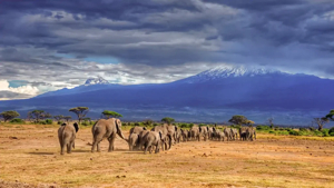 Les 6 Meilleurs Endroits pour un Safari Parfait au Parc National d’Amboseli