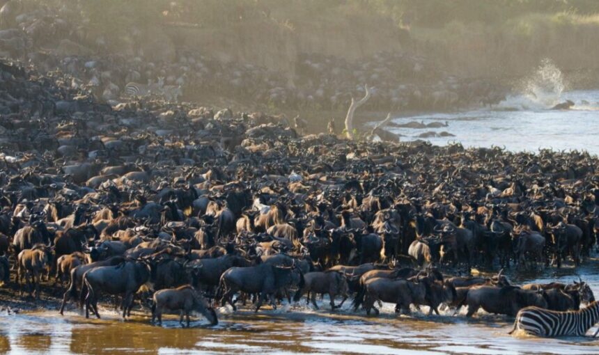 7 Raisons Spectaculaires de Découvrir la Grande Migration au Kenya dans le Masai Mara en Septembre 🦓🦒