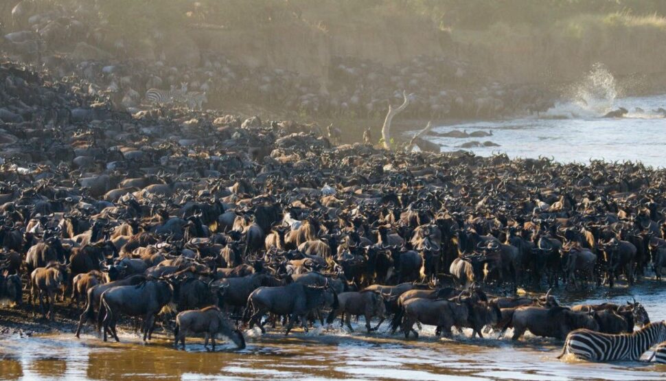 Grande Migration au Kenya